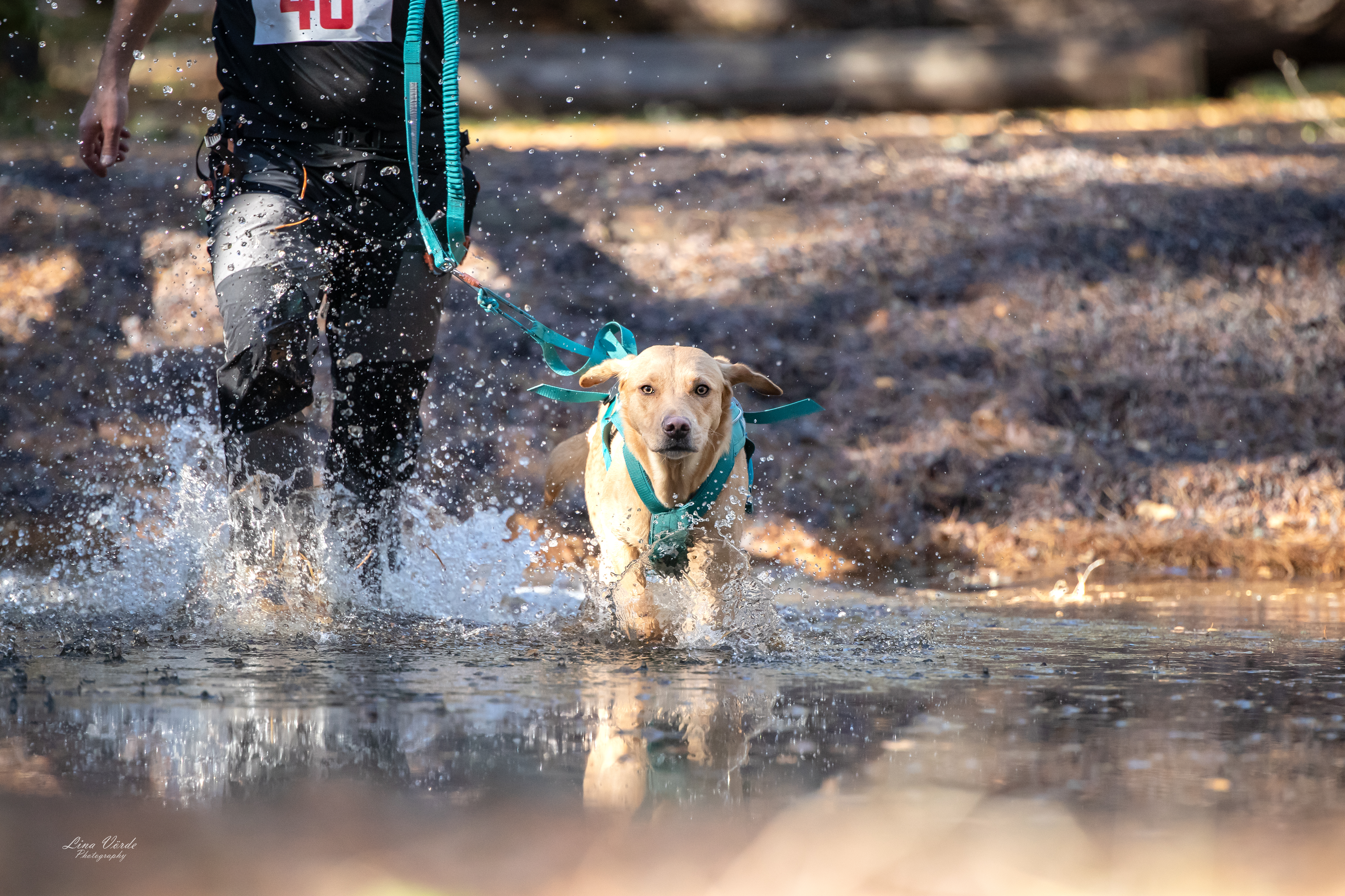 Löpare och hund i terränglopp